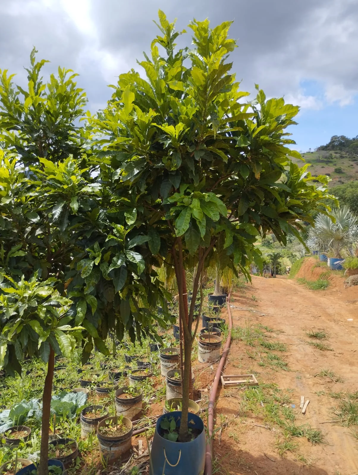 Imagem do artigo: Abiu (Pouteria caimito): A Doce Joia Tropical