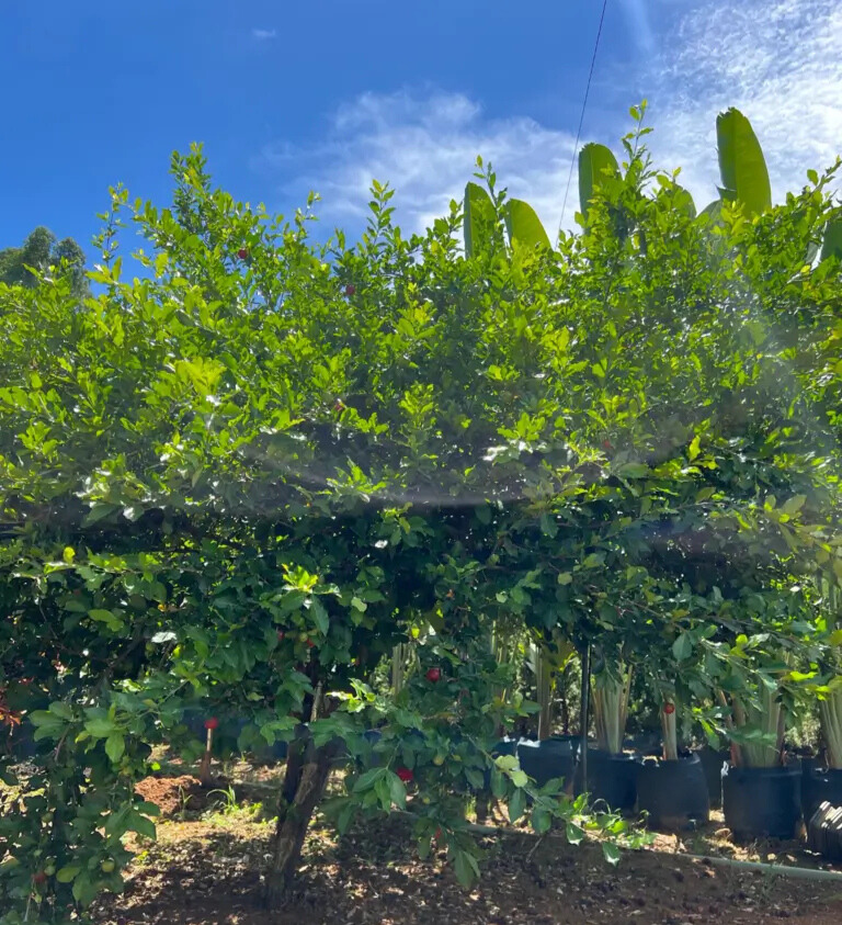 Imagem do artigo: Acerola (Malpighia emarginata): Uma Potente Fonte de Vitamina C