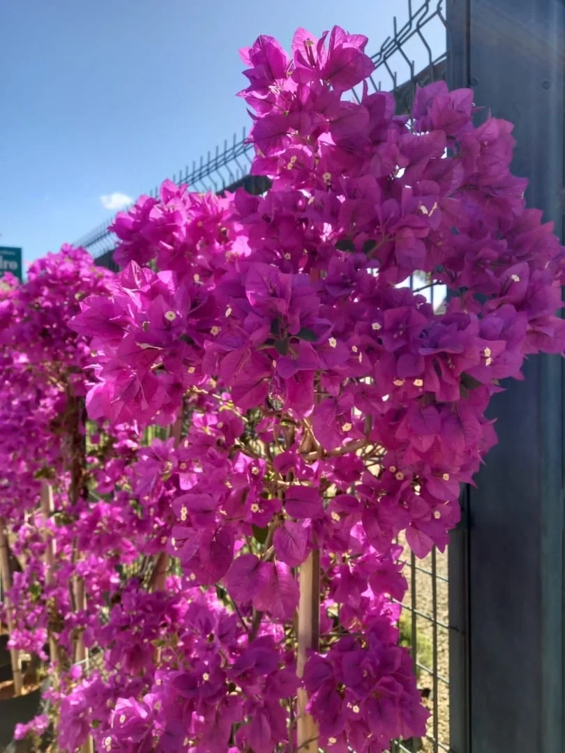 Imagem do artigo: Bougainvillea (Bougainvillea glabra)