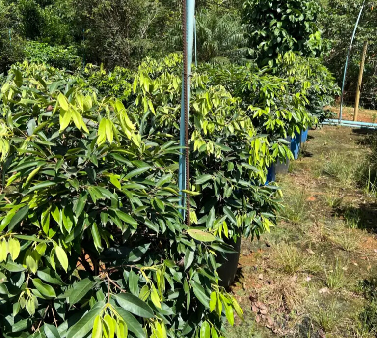 Imagem do artigo: Cambucá (Plinia edulis): A Rara Joia da Mata Atlântica