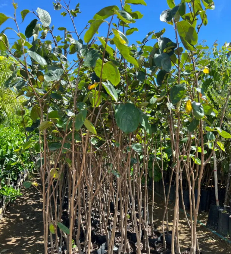 Imagem do artigo: Caqui (Diospyros kaki): 7 Benefícios para a Saúde