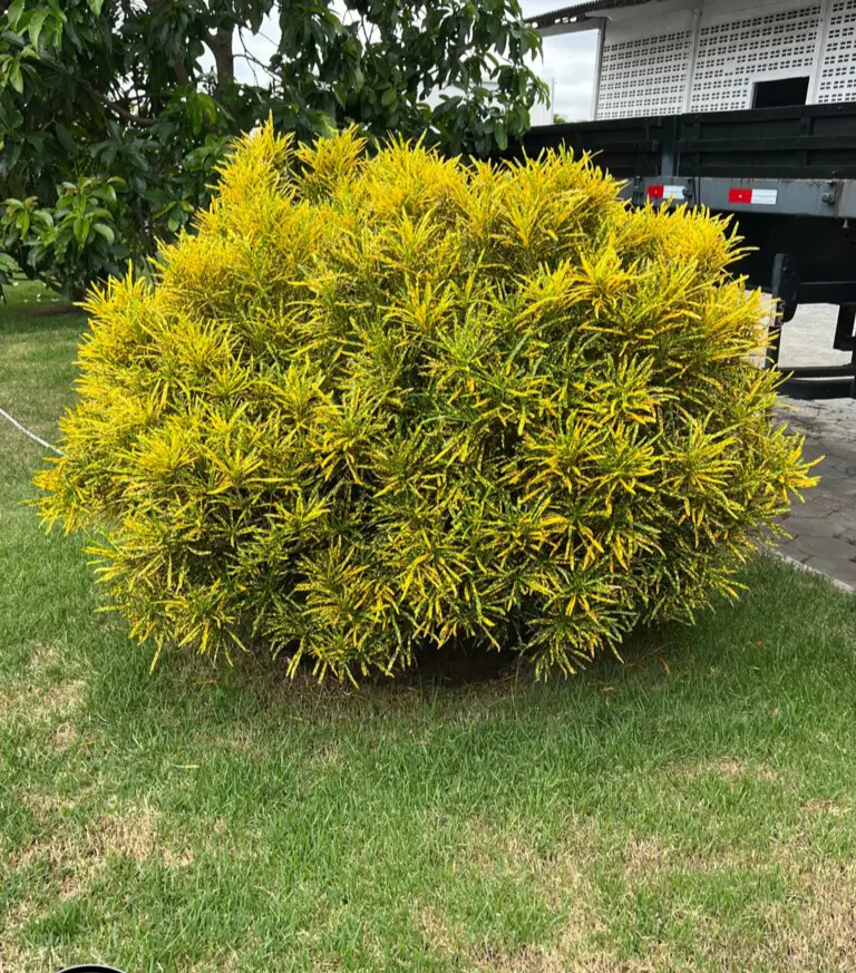 Imagem do artigo: Cróton Brasileirinho (Codiaeum variegatum)