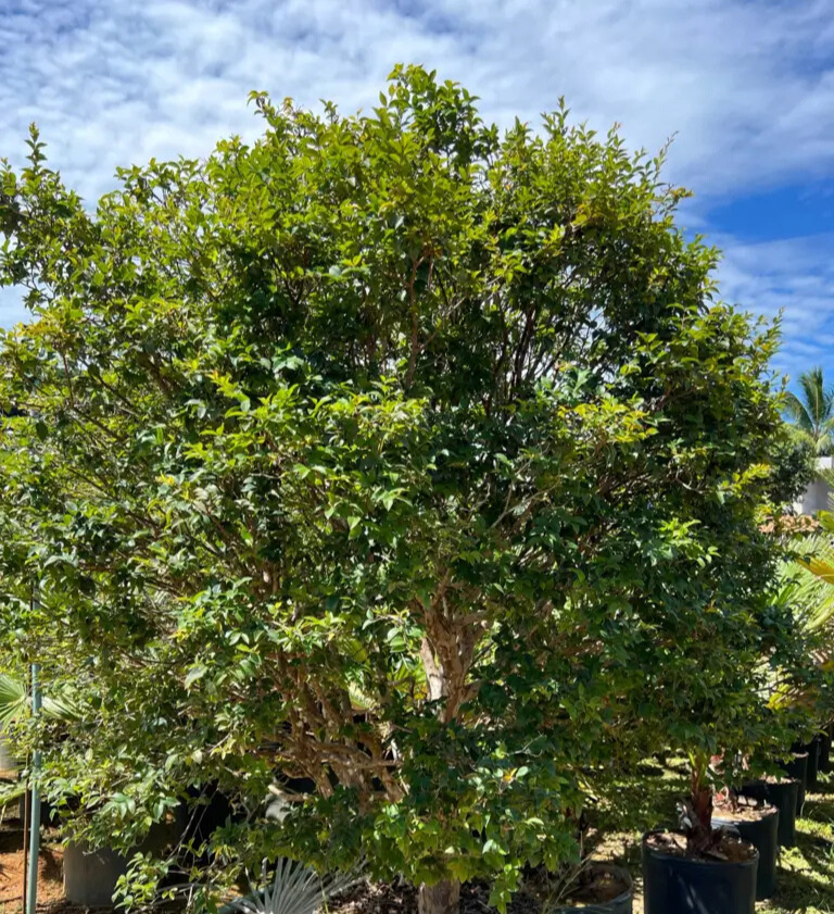 Imagem do artigo: Jabuticaba (Plinia cauliflora): 7 Benefícios para a Saúde