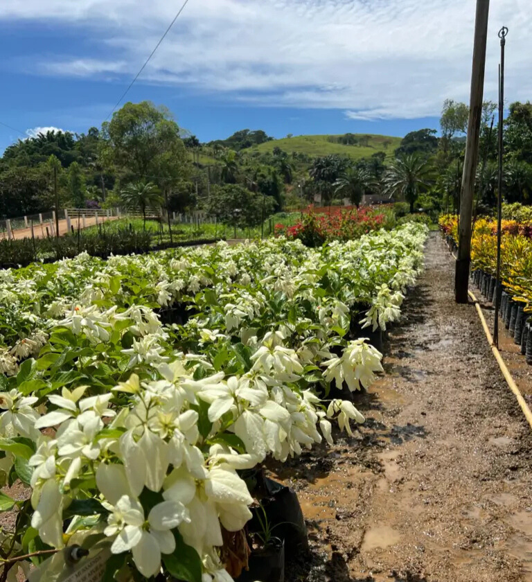 Imagem do artigo: Mussaenda Branca (Mussaenda philippica)