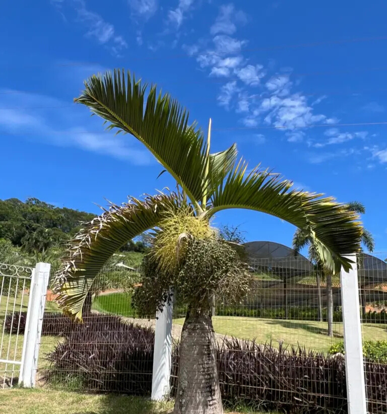 Imagem do artigo: Palmeira Garrafa (Hyophorbe lagenicaulis): Beleza Escultural no Paisagismo