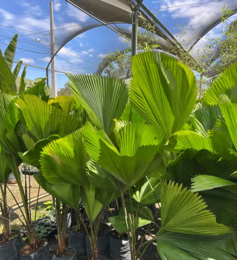 Imagem do artigo: Palmeira-leque (Licuala grandis): Beleza Exótica para Ambientes Internos e Externos