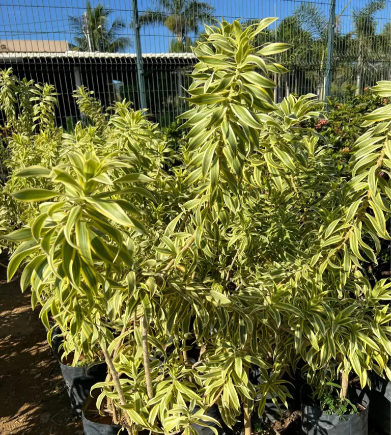 Imagem do artigo: Pleomélia ou Pleomele (Dracaena reflexa)