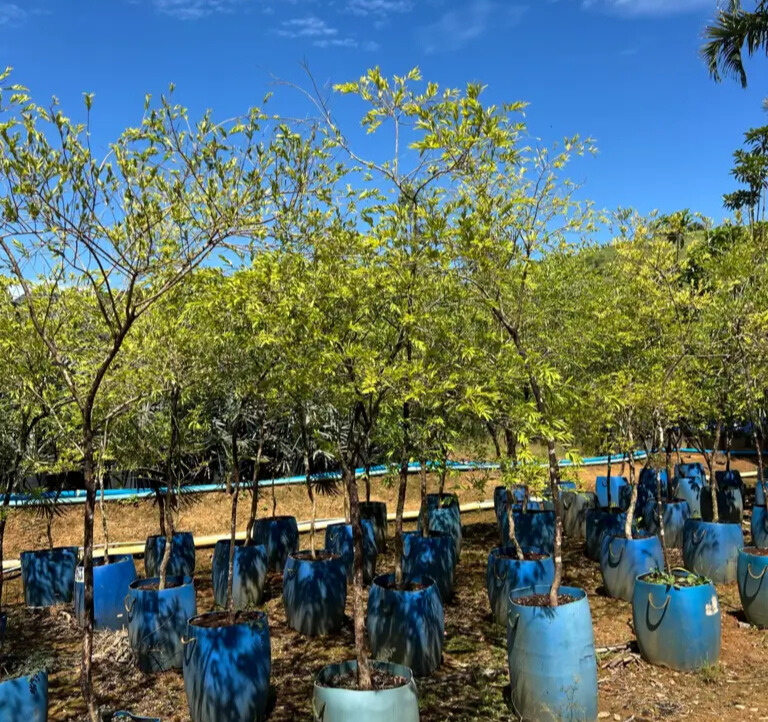 Imagem do artigo: Uvaia (Eugenia pyriformis): Uma Fruta Nativa com Alto Valor Nutricional